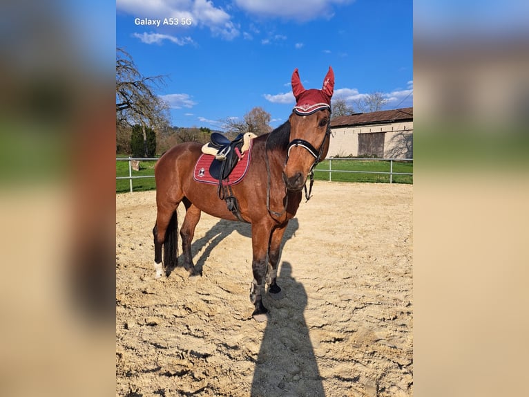 Hannoveraner Wallach 16 Jahre 180 cm Brauner in Neuwied