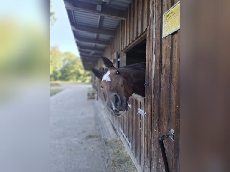 Hannoveraner Wallach 16 Jahre 180 cm Brauner in Rosengarten