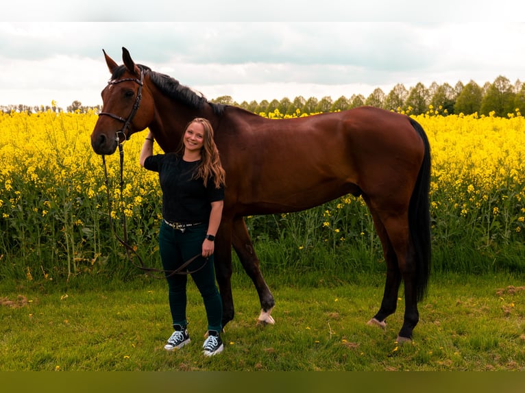 Hannoveraner Wallach 16 Jahre 180 cm Brauner in Frechen
