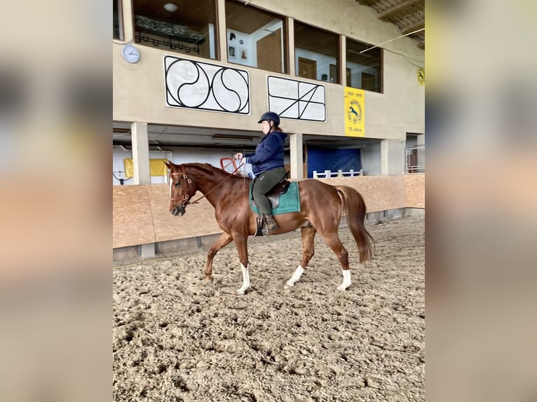 Hannoveraner Mix Wallach 16 Jahre in Korntal-Münchingen