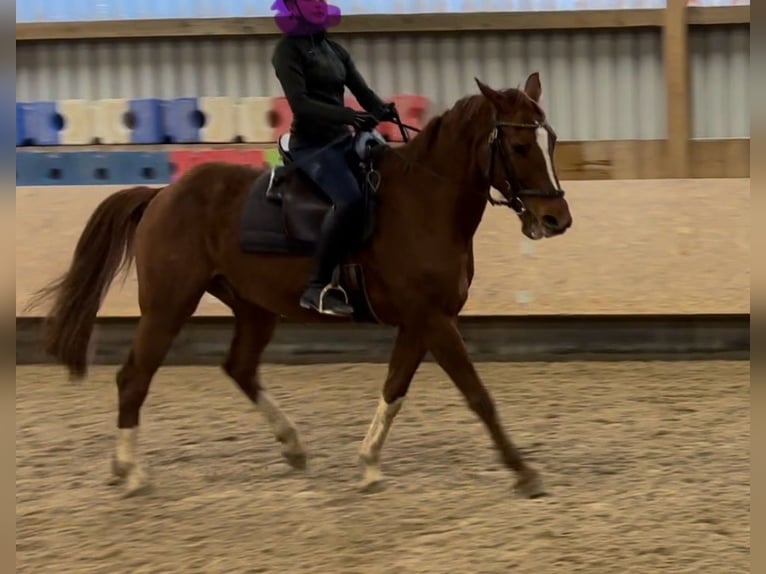 Hannoveraner Mix Wallach 16 Jahre in Korntal-Münchingen