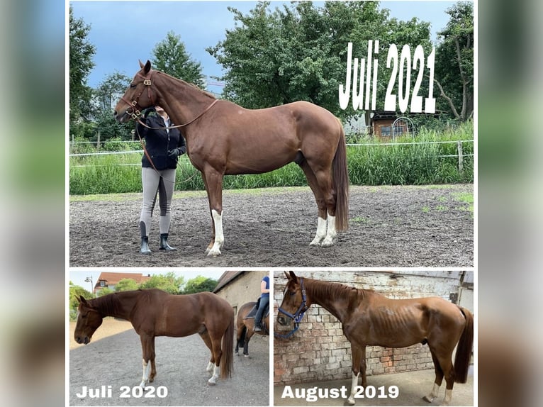 Hannoveraner Mix Wallach 16 Jahre in Korntal-Münchingen