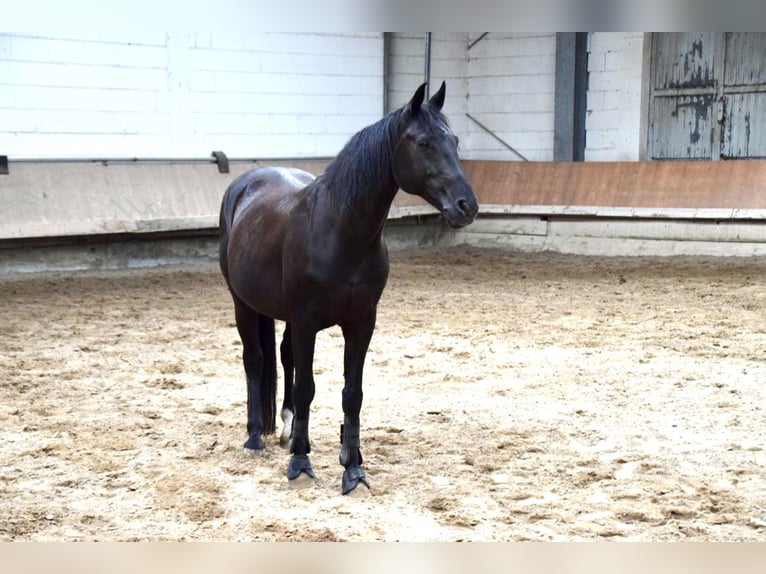 Hannoveraner Wallach 17 Jahre 160 cm in Weiterstadt