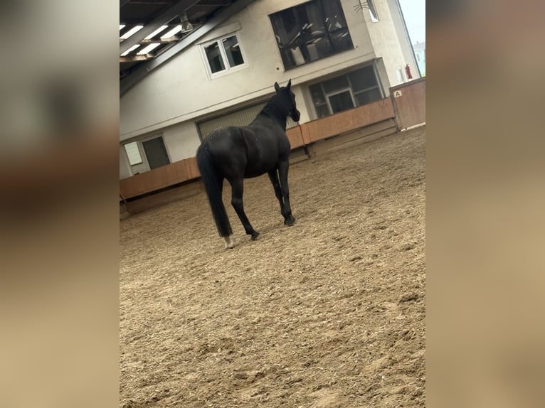 Hannoveraner Wallach 17 Jahre 160 cm Rappe in Weiterstadt