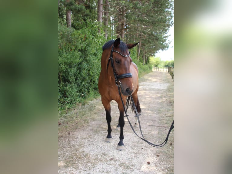 Hannoveraner Wallach 17 Jahre 162 cm Brauner in Elztal