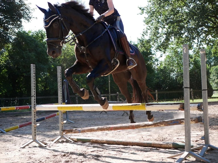 Hannoveraner Wallach 17 Jahre 162 cm Rappe in Ahlden