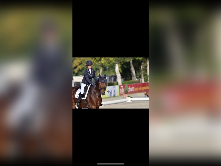 Hannoveraner Wallach 17 Jahre 163 cm Brauner in Schneckenlohe