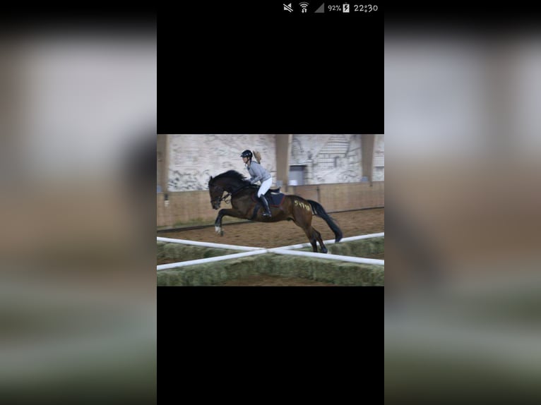 Hannoveraner Wallach 17 Jahre 163 cm Dunkelbrauner in Sonnefeld