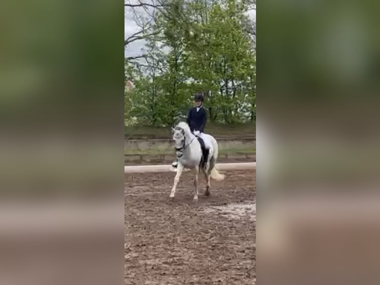 Hannoveraner Wallach 17 Jahre 163 cm Schimmel in Darmstadt