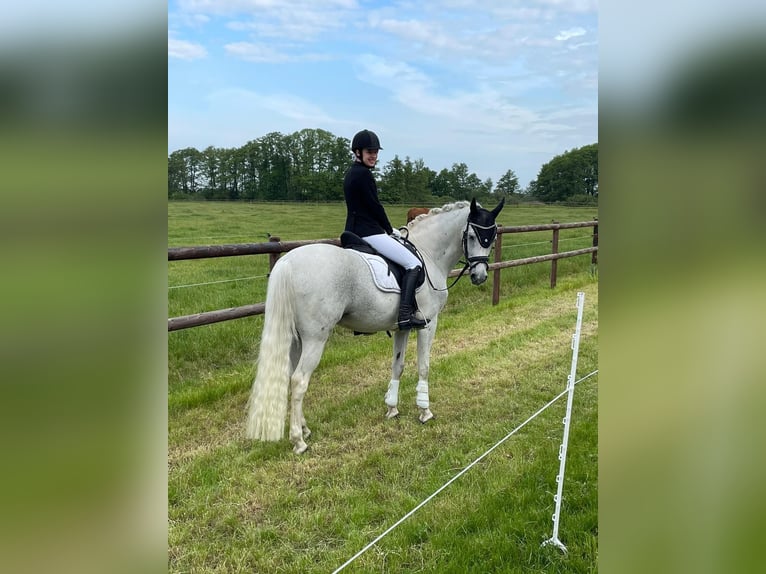 Hannoveraner Wallach 17 Jahre 163 cm Schimmel in Darmstadt