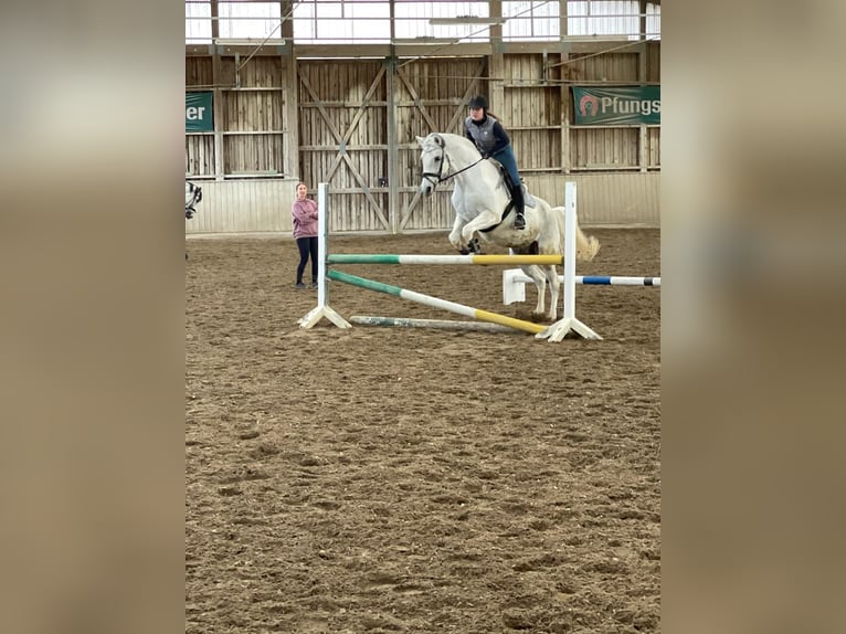 Hannoveraner Wallach 17 Jahre 163 cm Schimmel in Darmstadt