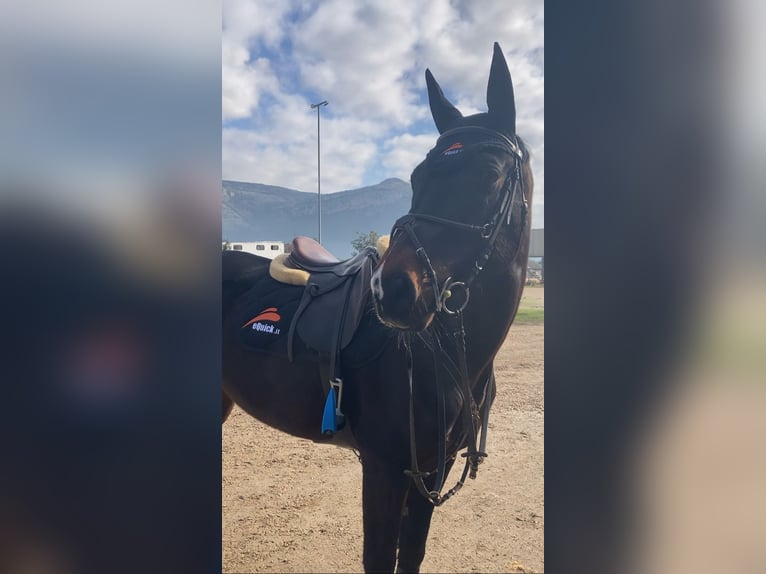 Hannoveraner Wallach 17 Jahre 164 cm Dunkelbrauner in Benevento