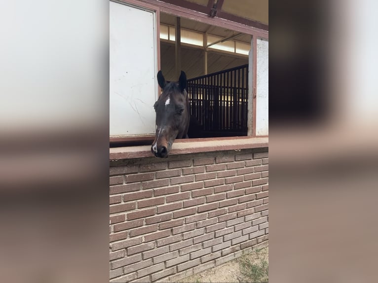 Hannoveraner Wallach 17 Jahre 164 cm Dunkelbrauner in Benevento