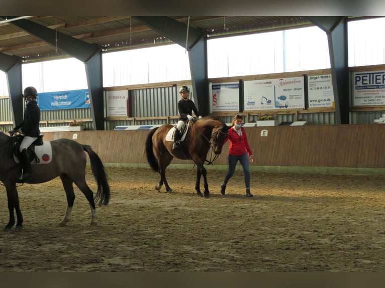 Hannoveraner Wallach 17 Jahre 165 cm Brauner in Berne