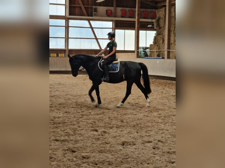 Hannoveraner Wallach 17 Jahre 165 cm Dunkelbrauner in Kaufbeuren