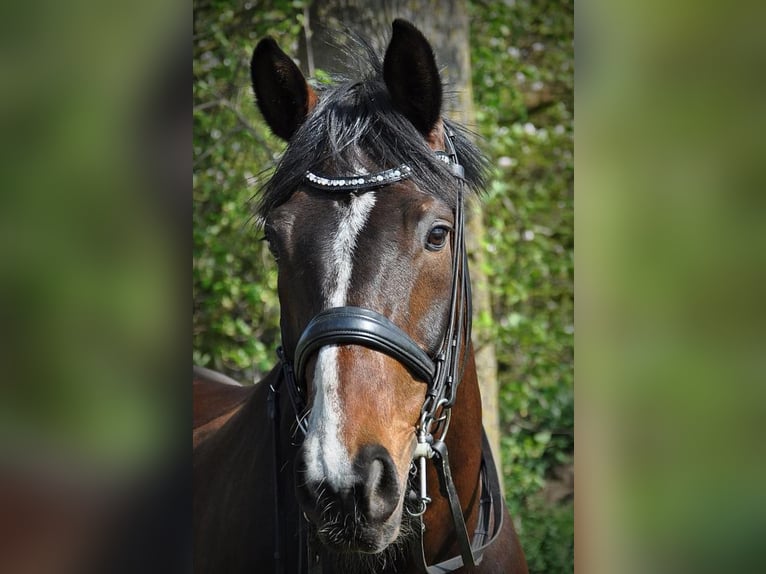 Hannoveraner Wallach 17 Jahre 168 cm Brauner in Haftenkamp