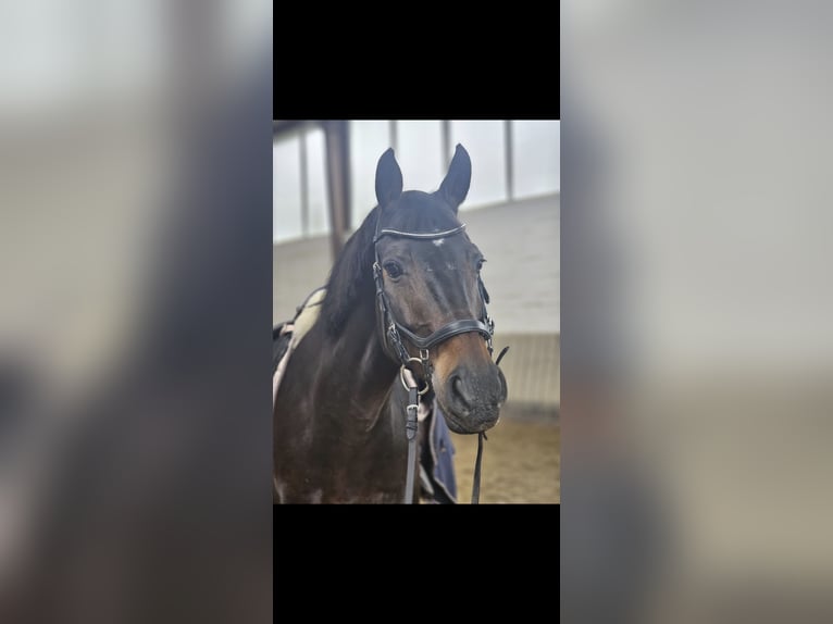 Hannoveraner Wallach 17 Jahre 168 cm Dunkelbrauner in Köln