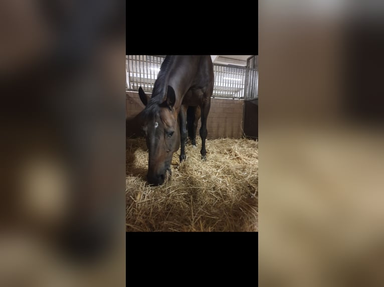 Hannoveraner Wallach 17 Jahre 168 cm Dunkelbrauner in Köln