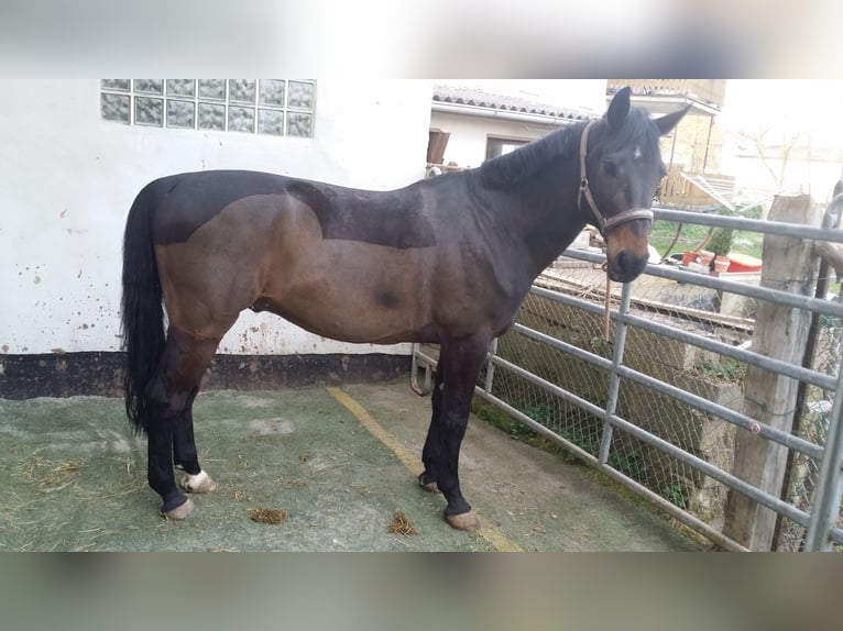 Hannoveraner Wallach 17 Jahre 168 cm Dunkelbrauner in Korbach