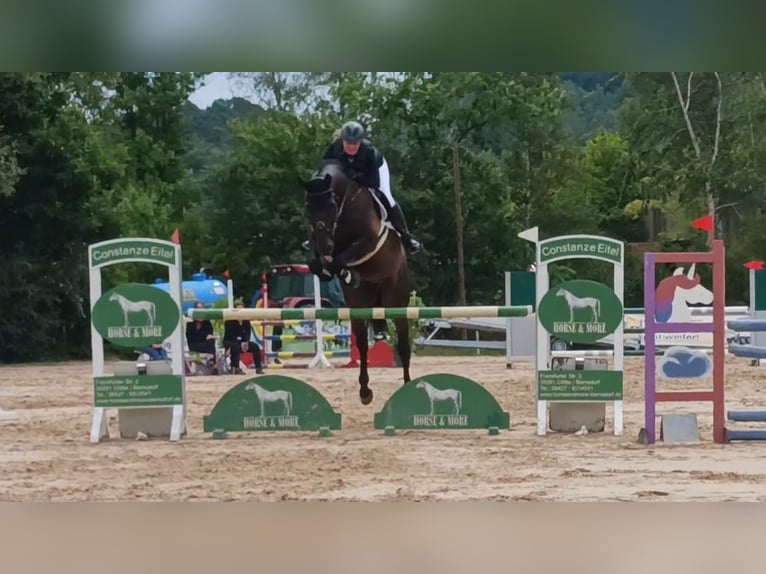 Hannoveraner Wallach 17 Jahre 168 cm Dunkelbrauner in Korbach