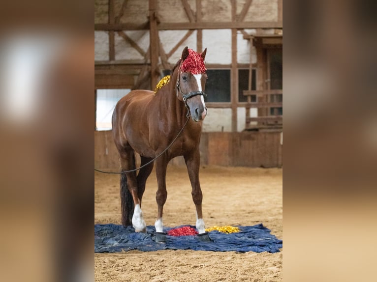 Hannoveraner Wallach 17 Jahre 168 cm Fuchs in Borken