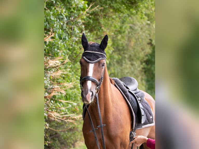 Hannoveraner Wallach 17 Jahre 168 cm Fuchs in Borken