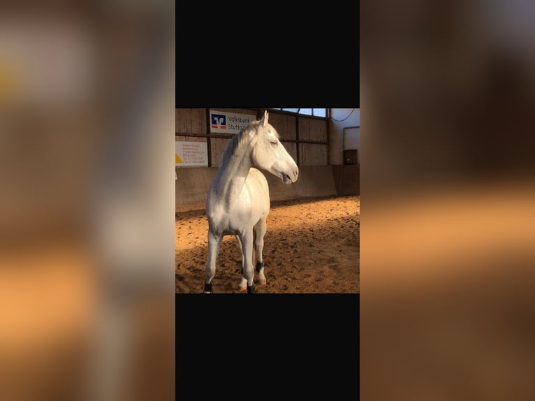 Hannoveraner Wallach 17 Jahre 169 cm White in Kirchberg an der Murr