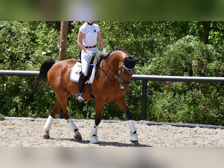 Hannoveraner Wallach 17 Jahre 170 cm Brauner in Baesweiler