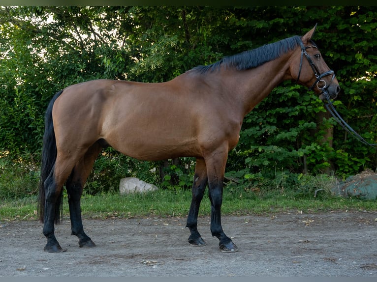 Hannoveraner Wallach 17 Jahre 170 cm Brauner in Vechelde