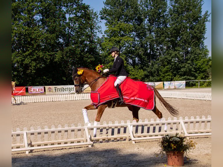 Hannoveraner Wallach 17 Jahre 170 cm Dunkelfuchs in Liebsch&#xFC;tzberg