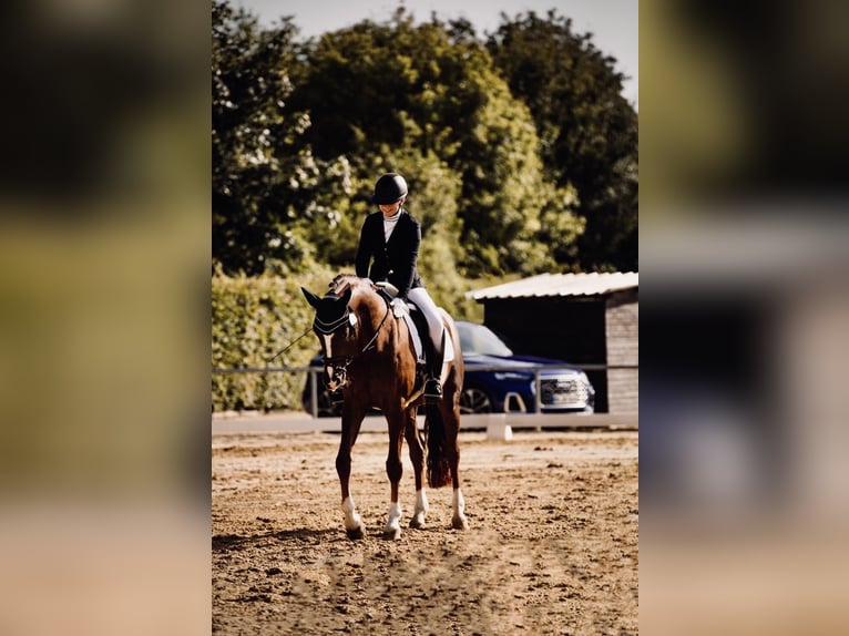 Hannoveraner Wallach 17 Jahre 170 cm Dunkelfuchs in Neustadt (Hessen)