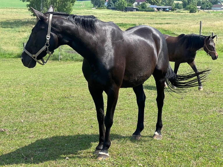 Hannoveraner Mix Wallach 17 Jahre 170 cm Schwarzbrauner in JesendorfPennewitt