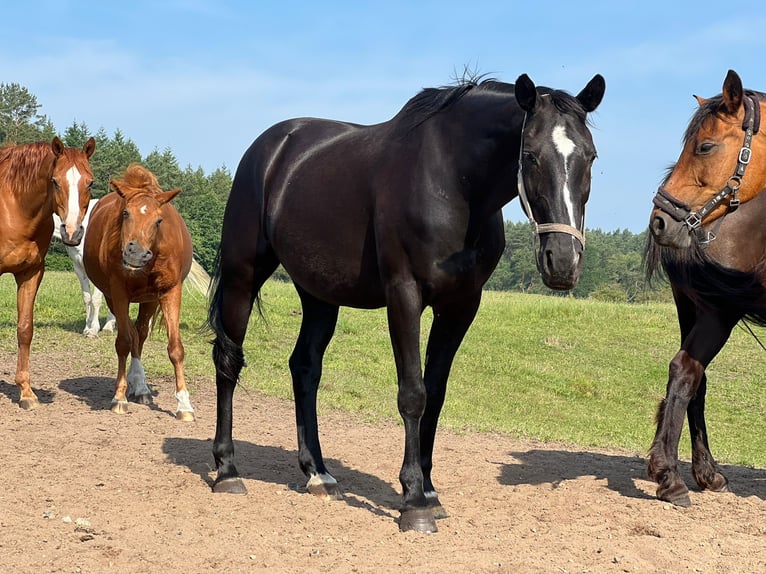 Hannoveraner Mix Wallach 17 Jahre 170 cm Schwarzbrauner in JesendorfPennewitt