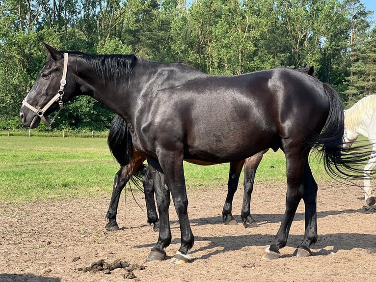 Hannoveraner Mix Wallach 17 Jahre 170 cm Schwarzbrauner in JesendorfPennewitt