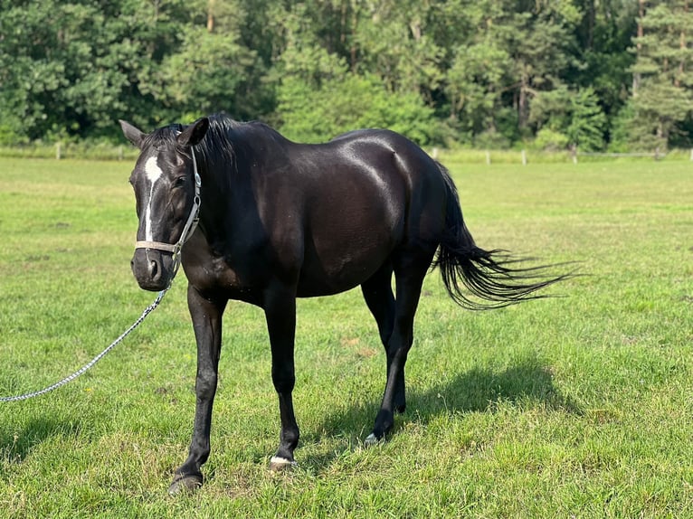 Hannoveraner Mix Wallach 17 Jahre 170 cm Schwarzbrauner in JesendorfPennewitt