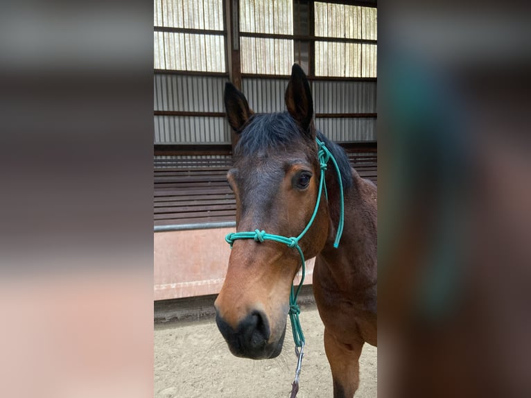 Hannoveraner Wallach 17 Jahre 171 cm Brauner in Kreuztal