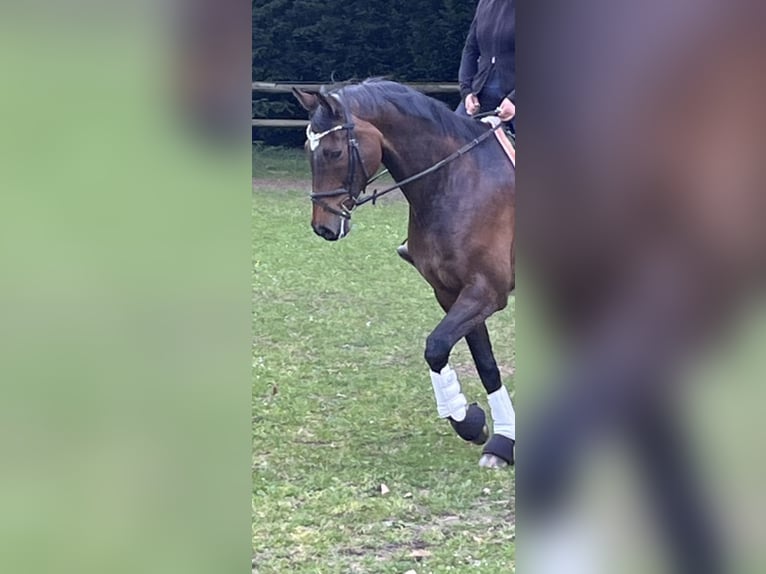 Hannoveraner Wallach 17 Jahre 171 cm Dunkelbrauner in Bremen