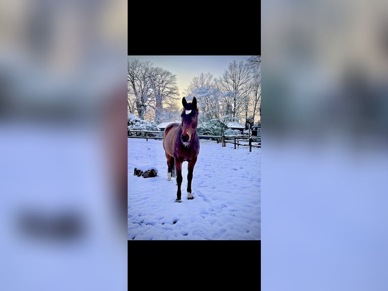 Hannoveraner Wallach 17 Jahre 171 cm Dunkelbrauner in Bremen