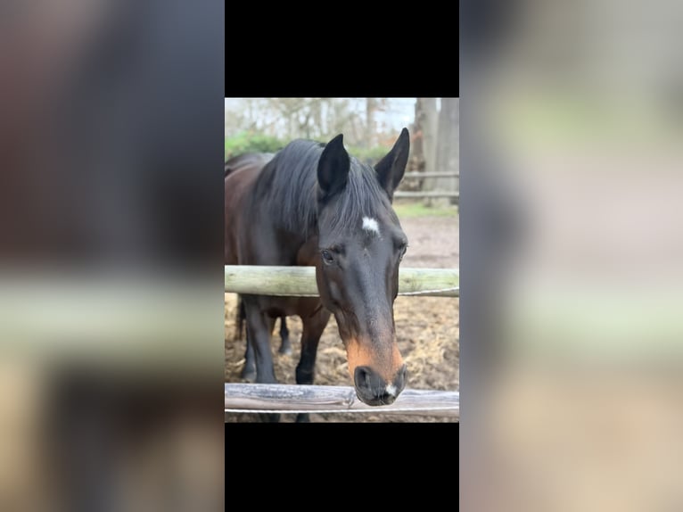 Hannoveraner Wallach 17 Jahre 171 cm Dunkelbrauner in Bremen