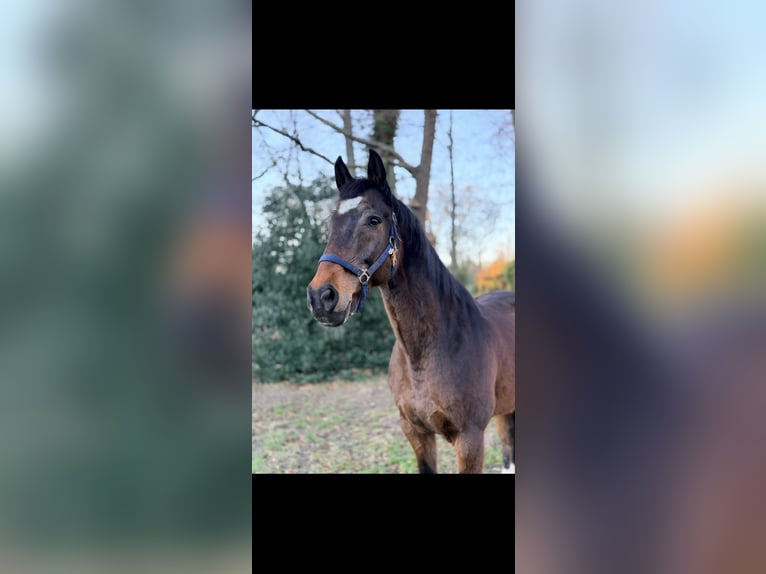 Hannoveraner Wallach 17 Jahre 171 cm Dunkelbrauner in Bremen