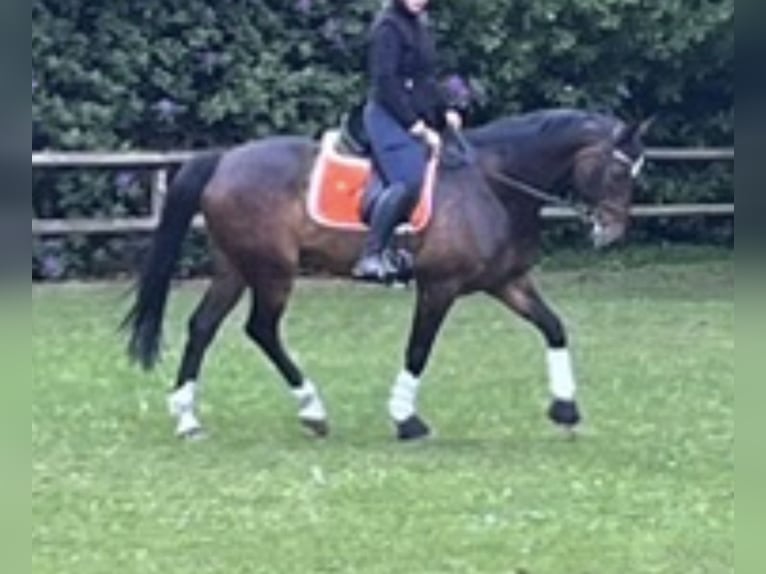 Hannoveraner Wallach 17 Jahre 171 cm Dunkelbrauner in Bremen