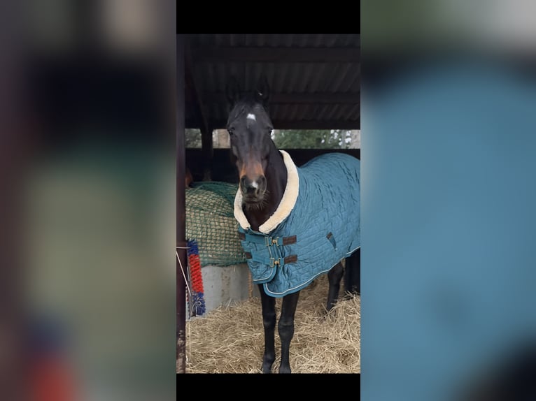 Hannoveraner Wallach 17 Jahre 171 cm Dunkelbrauner in Bremen