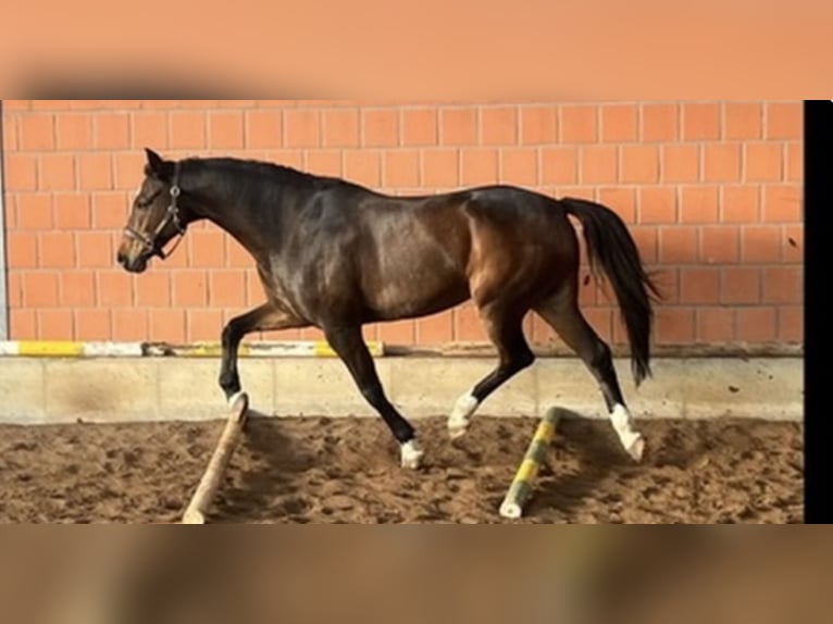 Hannoveraner Wallach 17 Jahre 171 cm Dunkelbrauner in Bremen