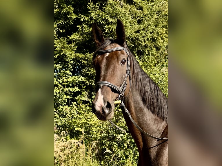 Hannoveraner Wallach 17 Jahre 172 cm Dunkelbrauner in Davidschlag