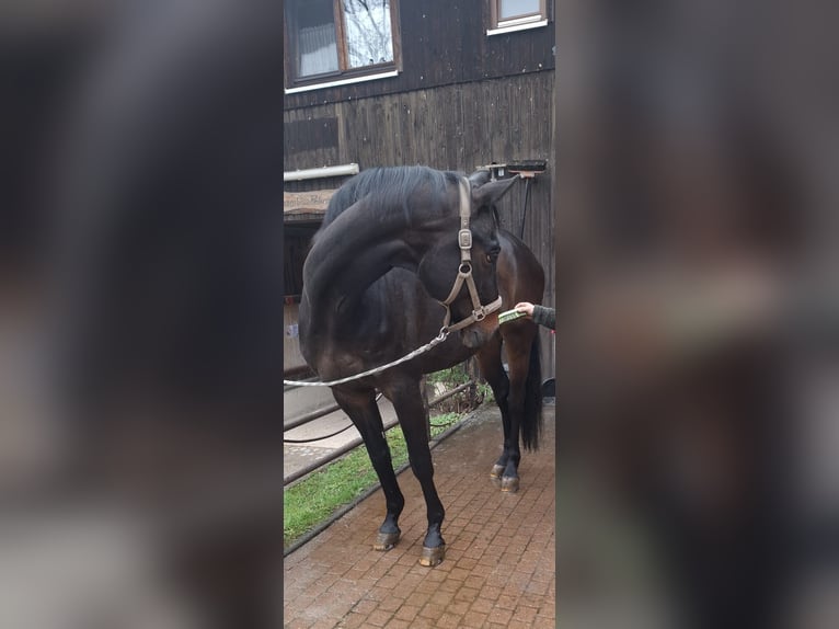 Hannoveraner Wallach 17 Jahre 173 cm Brauner in Marxzell