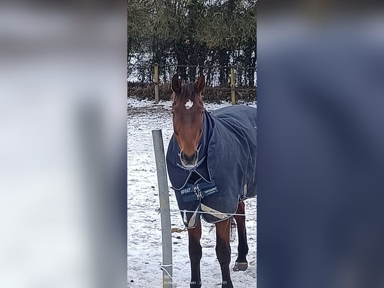 Hannoveraner Wallach 17 Jahre 175 cm Brauner in Neustadt in Holstein