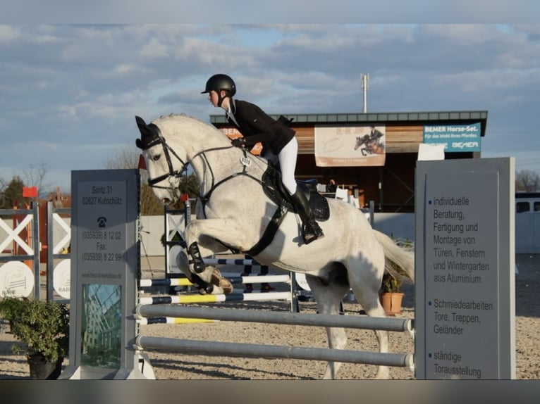 Hannoveraner Wallach 17 Jahre 175 cm Fliegenschimmel in Langenbernsdorf