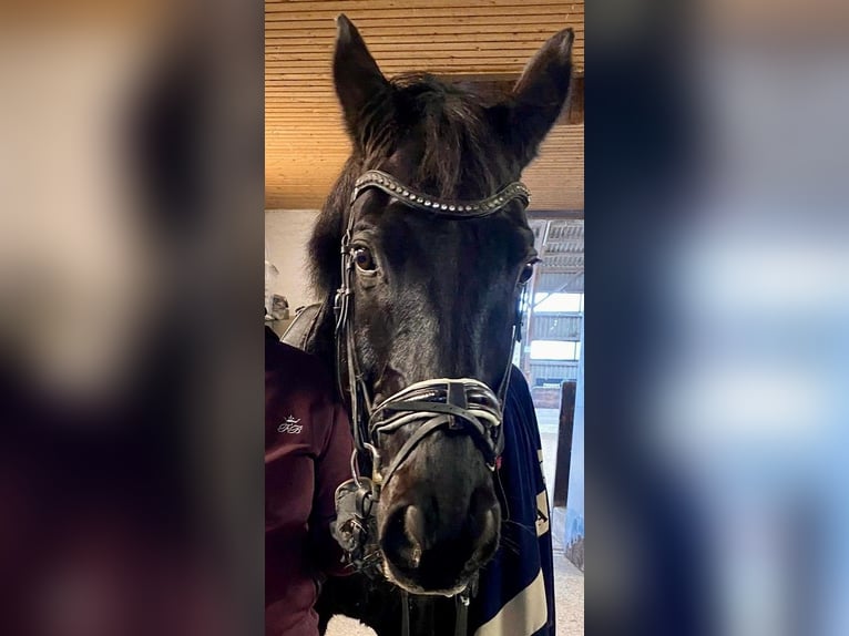 Hannoveraner Wallach 17 Jahre 176 cm Rappe in Weinhiem