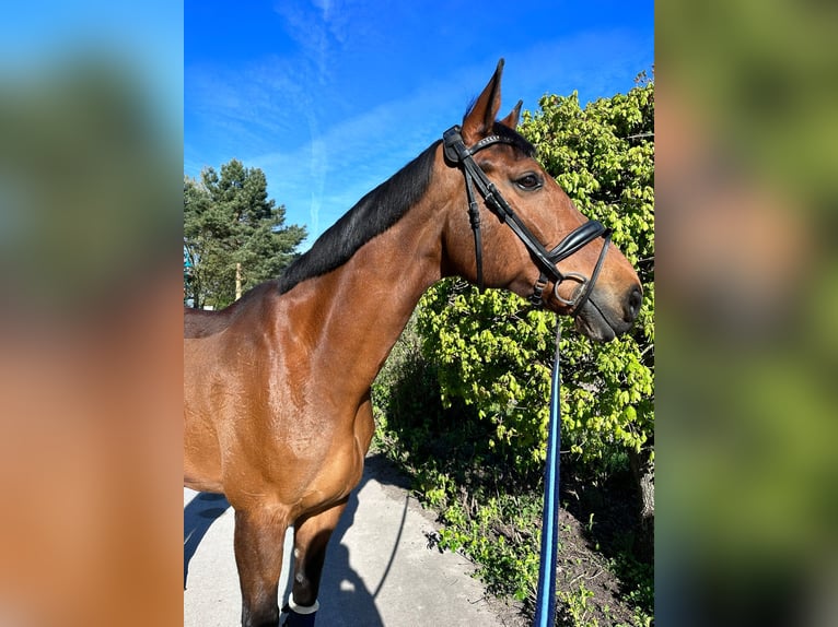 Hannoveraner Wallach 17 Jahre 178 cm Brauner in M&#xFC;ncheberg