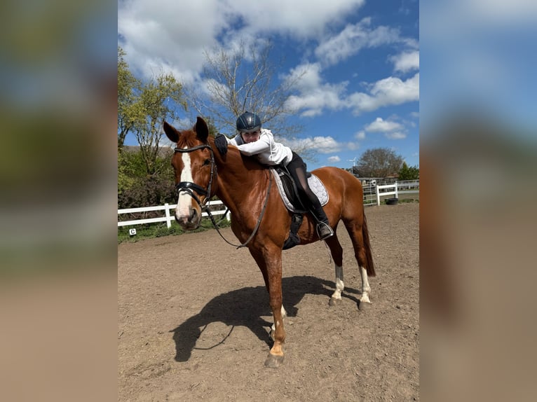 Hannoveraner Wallach 17 Jahre 178 cm Fuchs in Berlin